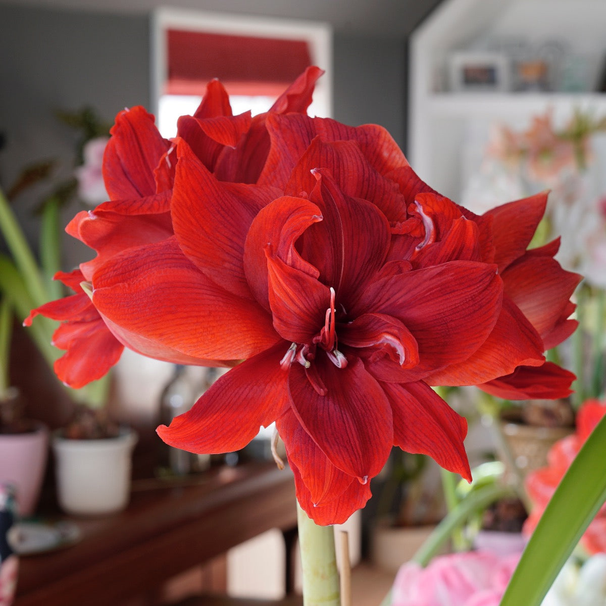 Amaryllis Red Torro