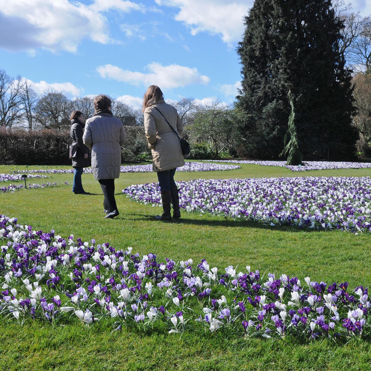 Mixture Crocus Hocus Crocus