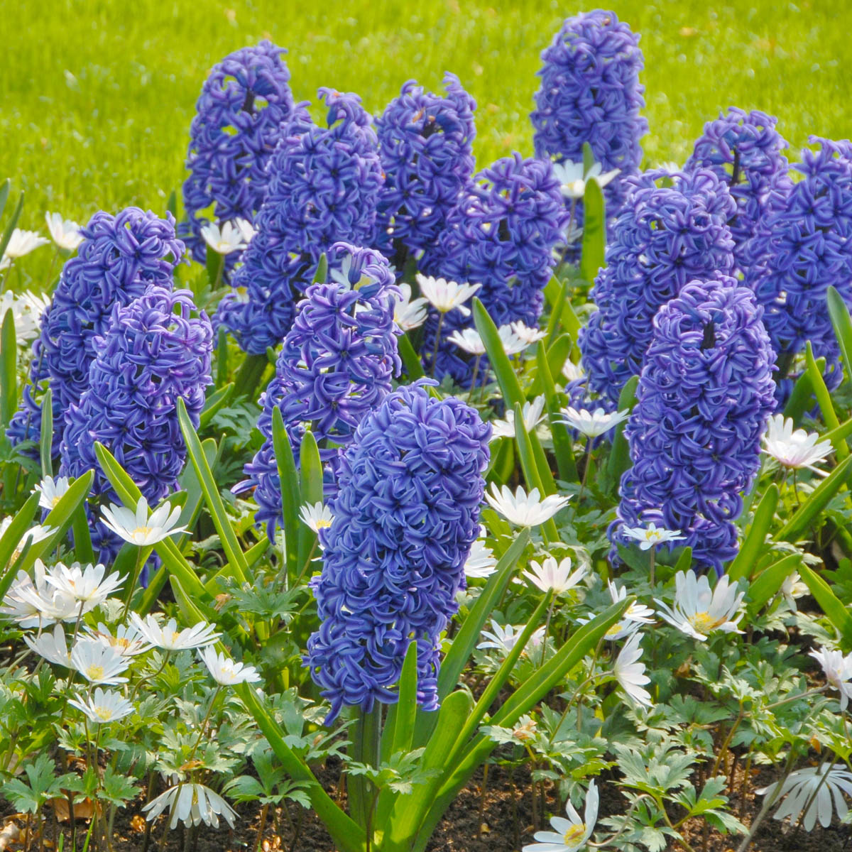 Hyacinthus Blue Jacket