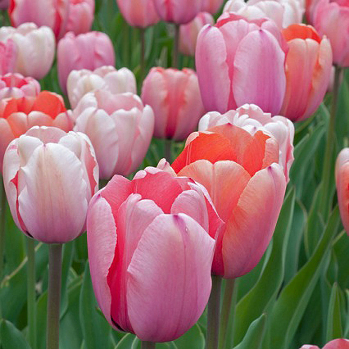 Mixture Tulipa Gentle Giants