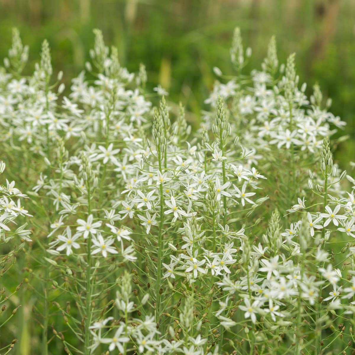 Ornithogalum ponticum Sochi