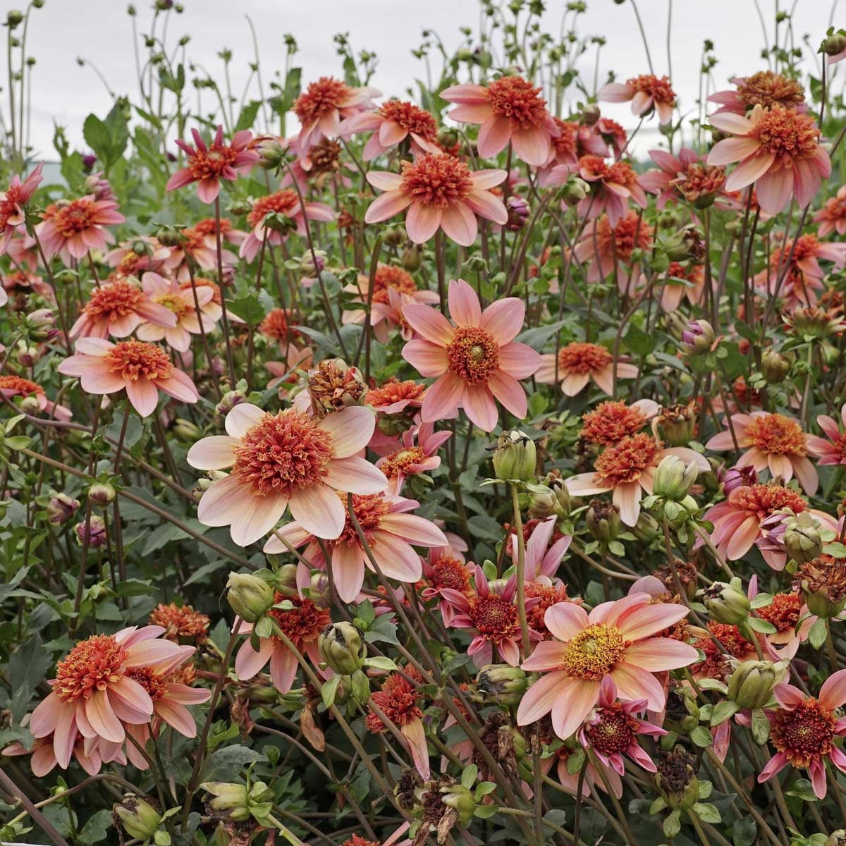 Dahlia Totally Tangerine