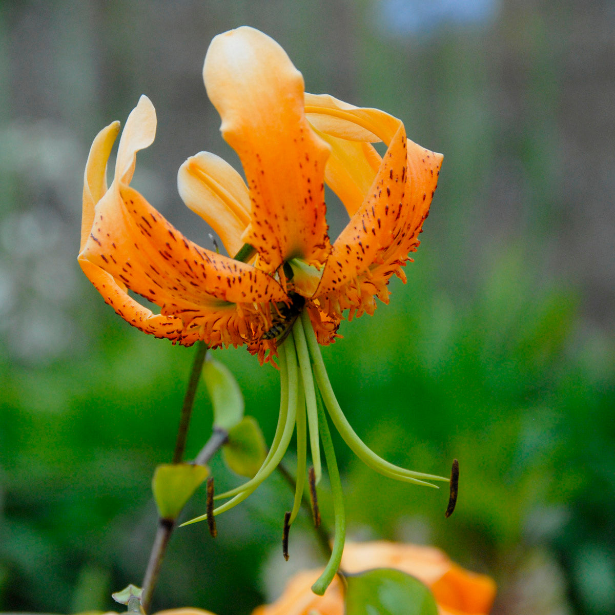 Lilium Henryi