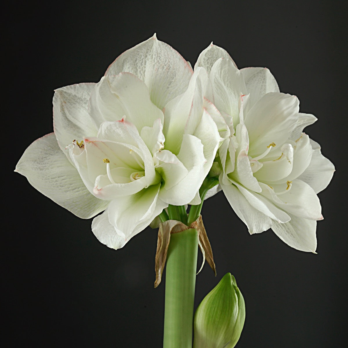 Amaryllis Amadeus White