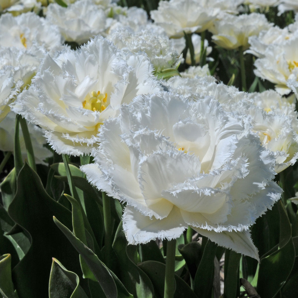 Tulip Snow Crystal (Tulipa) | Koop Tulpenbollen online bij Fluwel