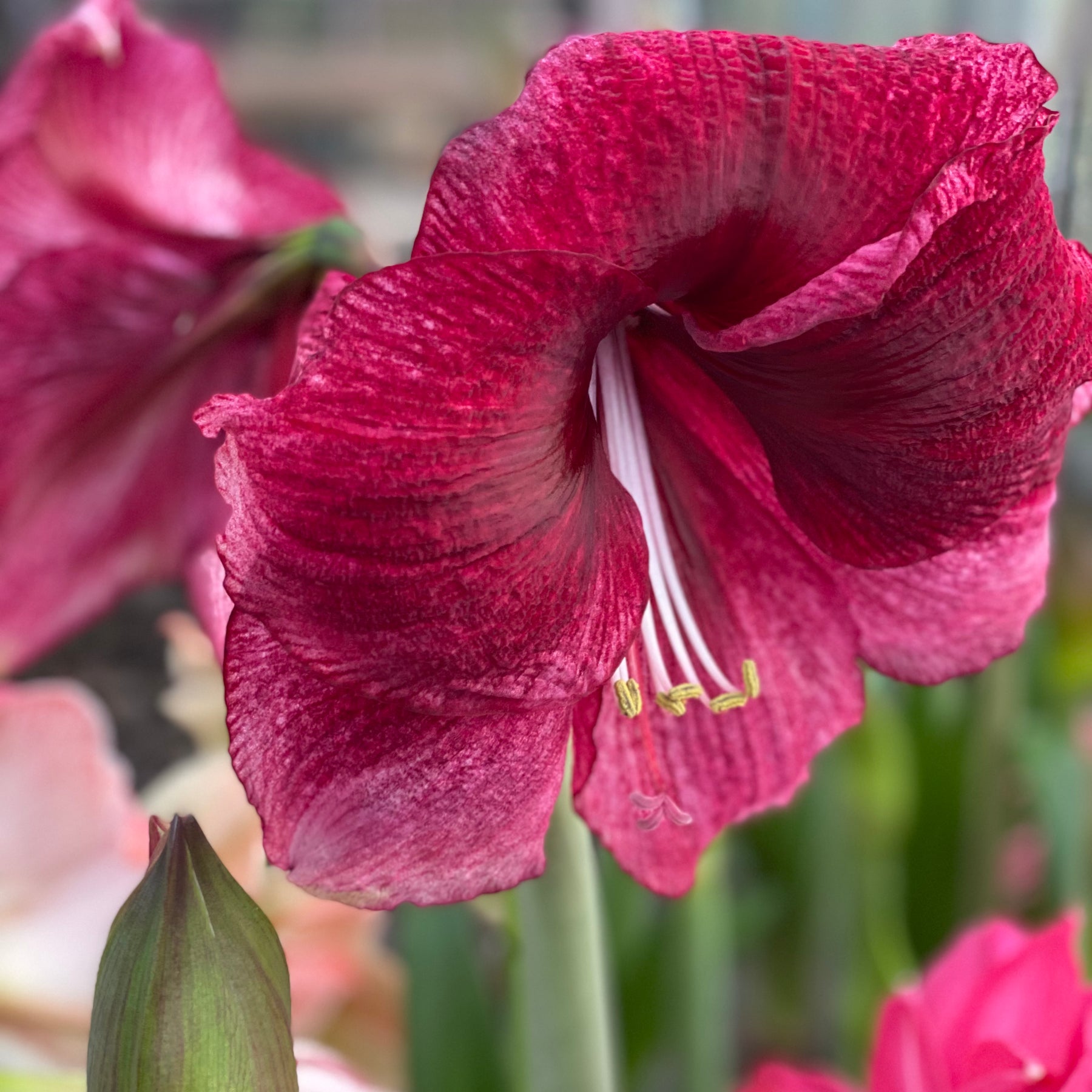 Amaryllis Daphne