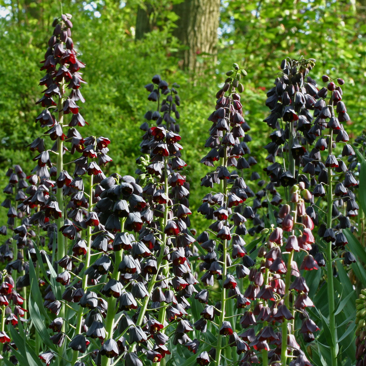 Fritillaria persica