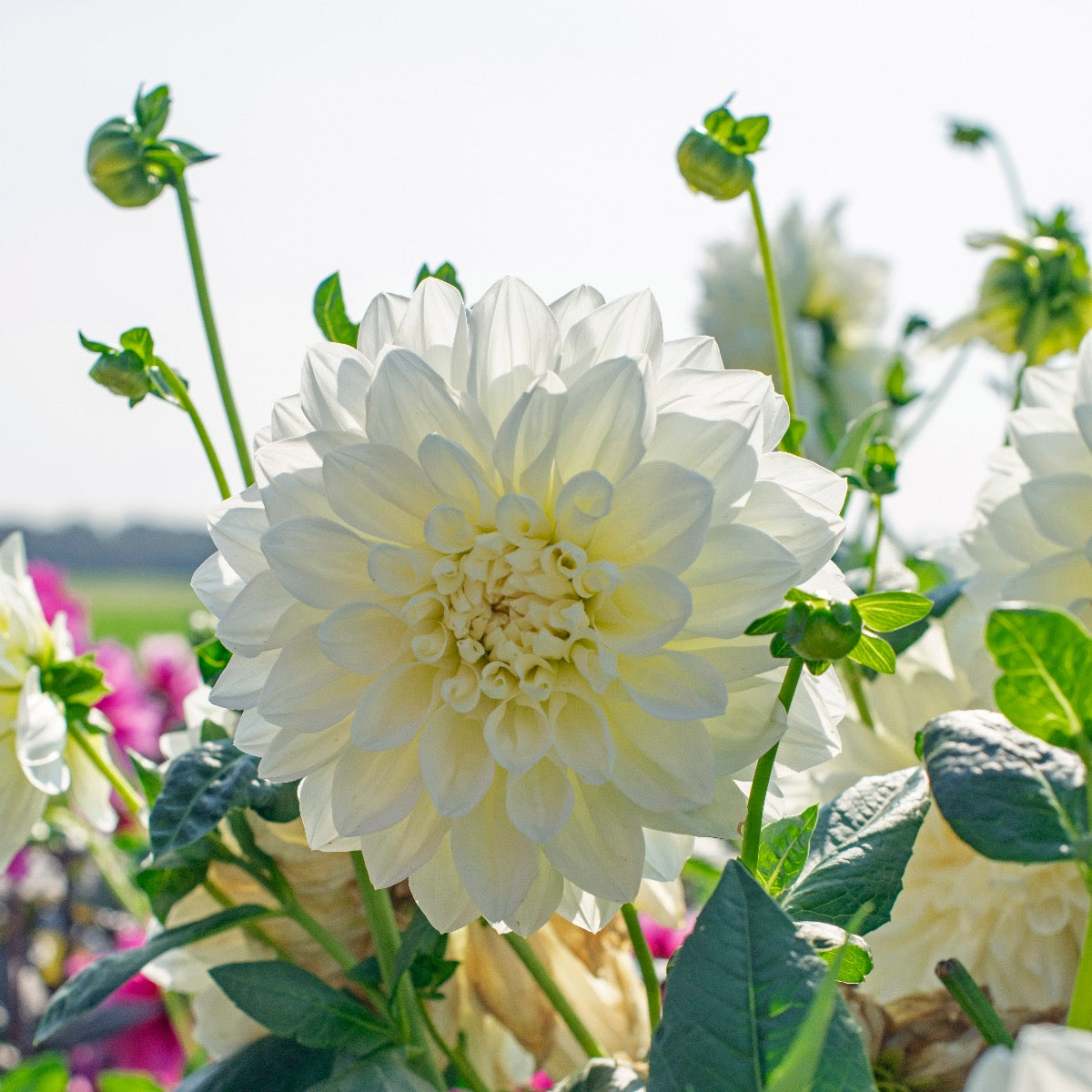 Dahlia White Perfection