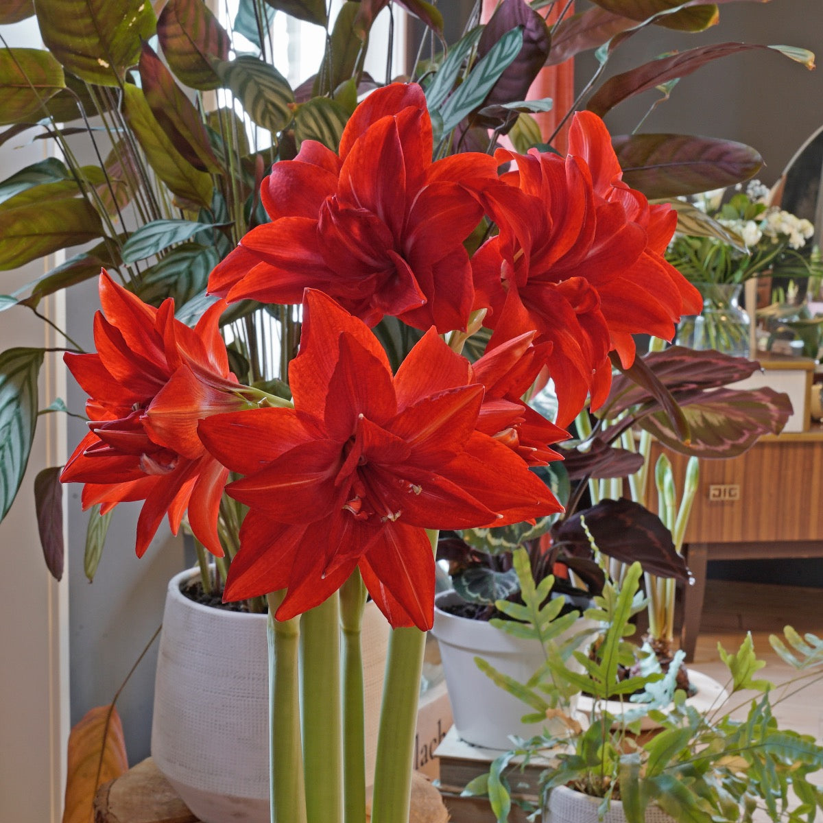 Amaryllis Double Delicious