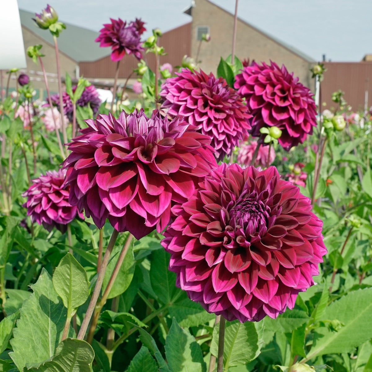 Dahlia Diva