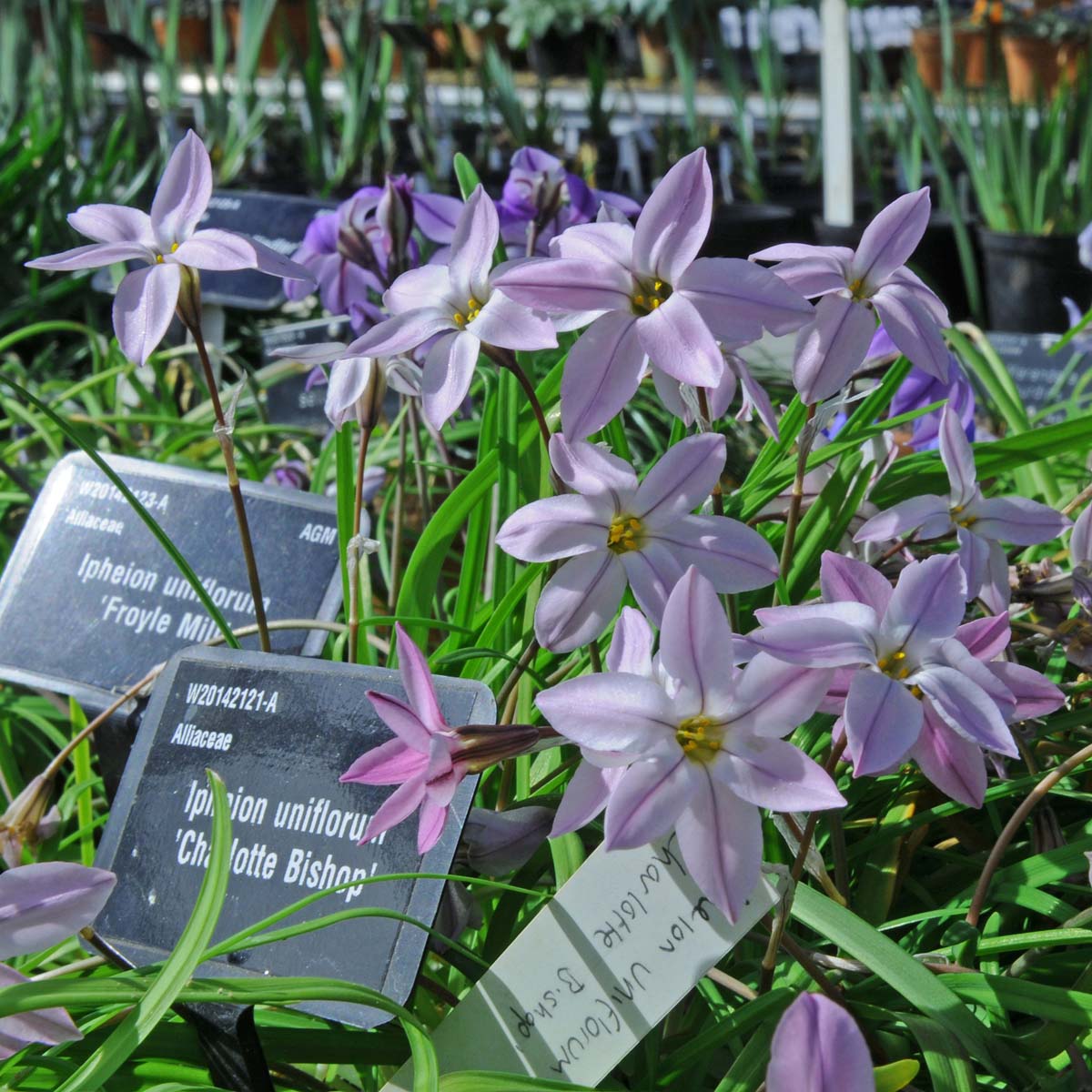 Ipheion uniflorum Charlotte Bishop