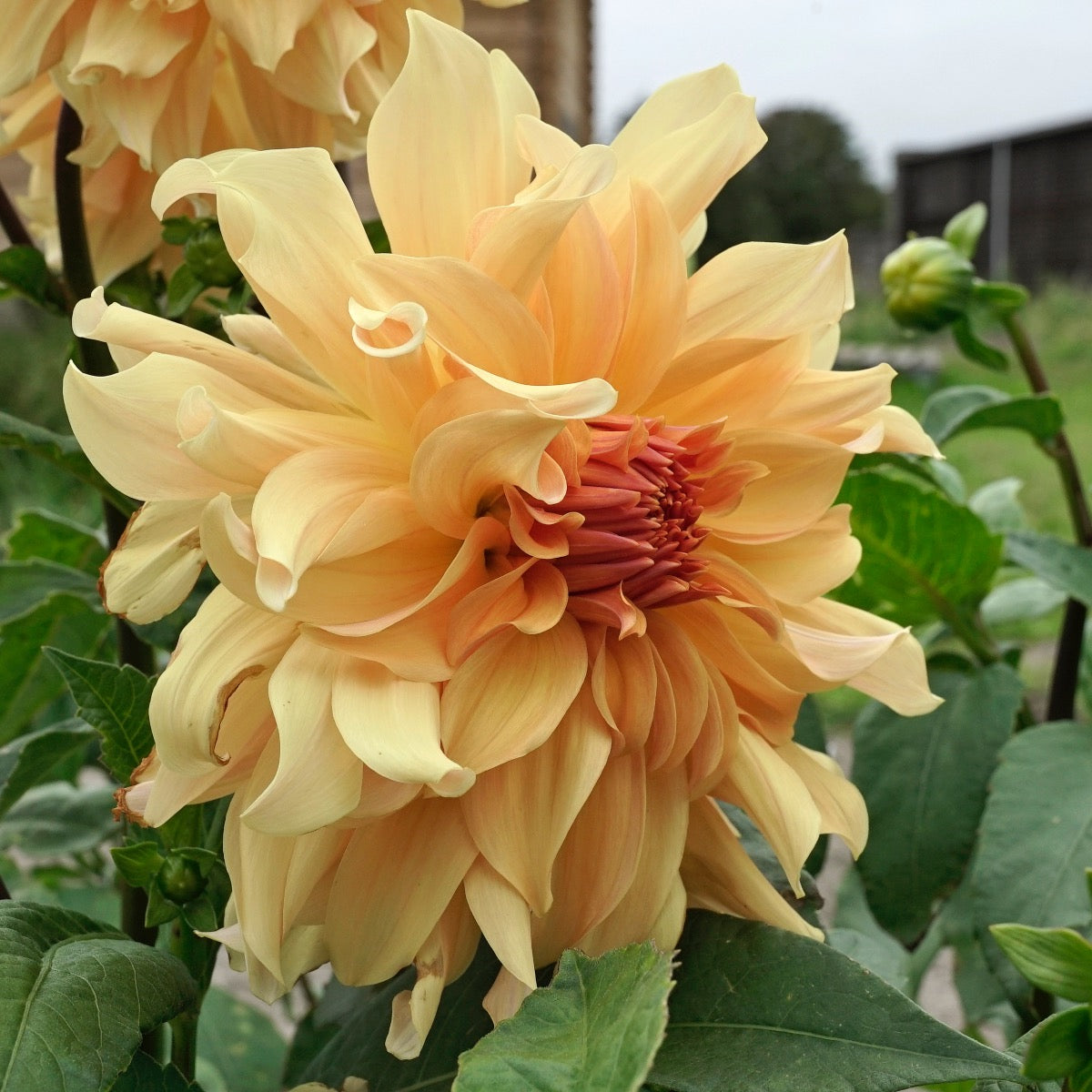 Dahlia Big Brother