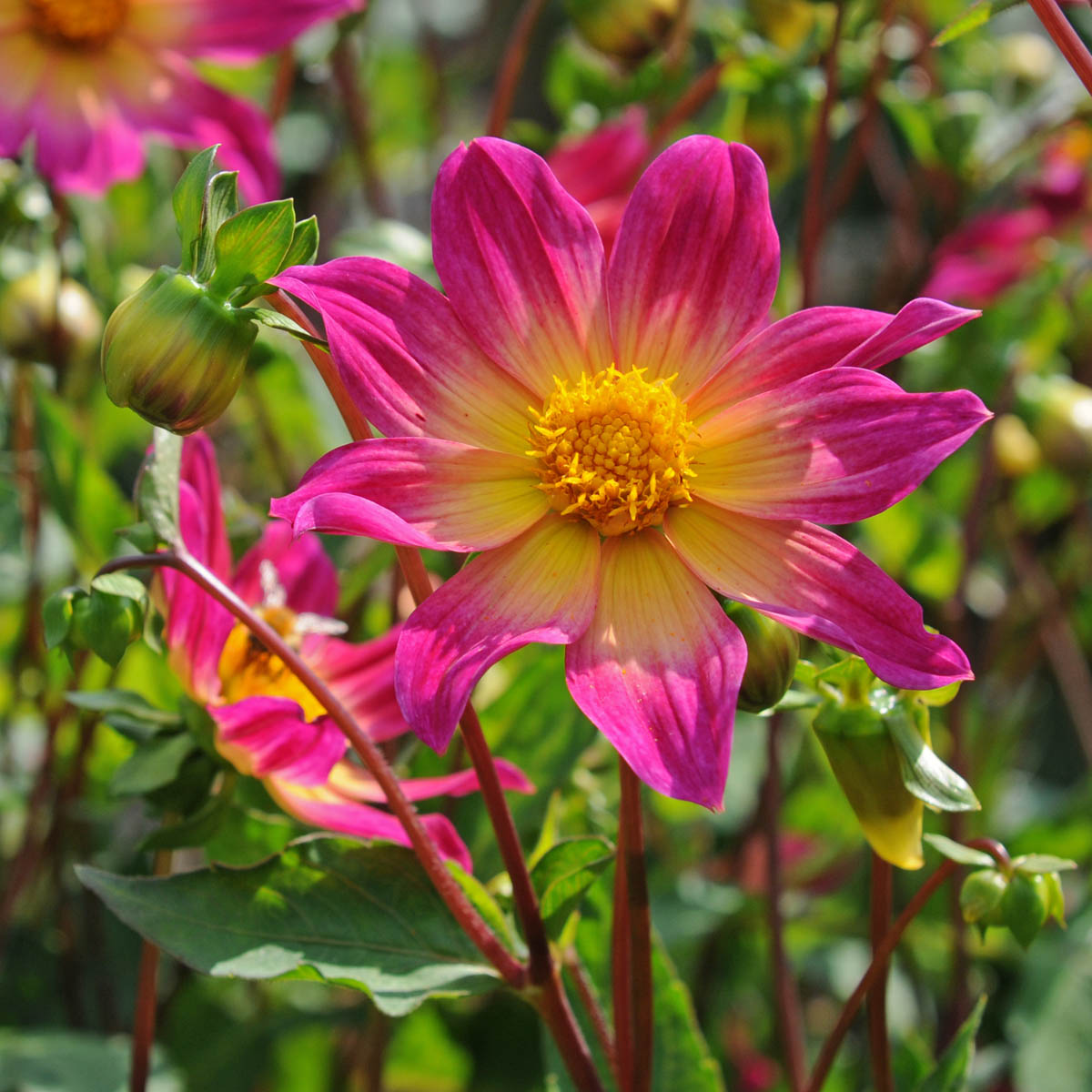 Dahlia Bright Eyes