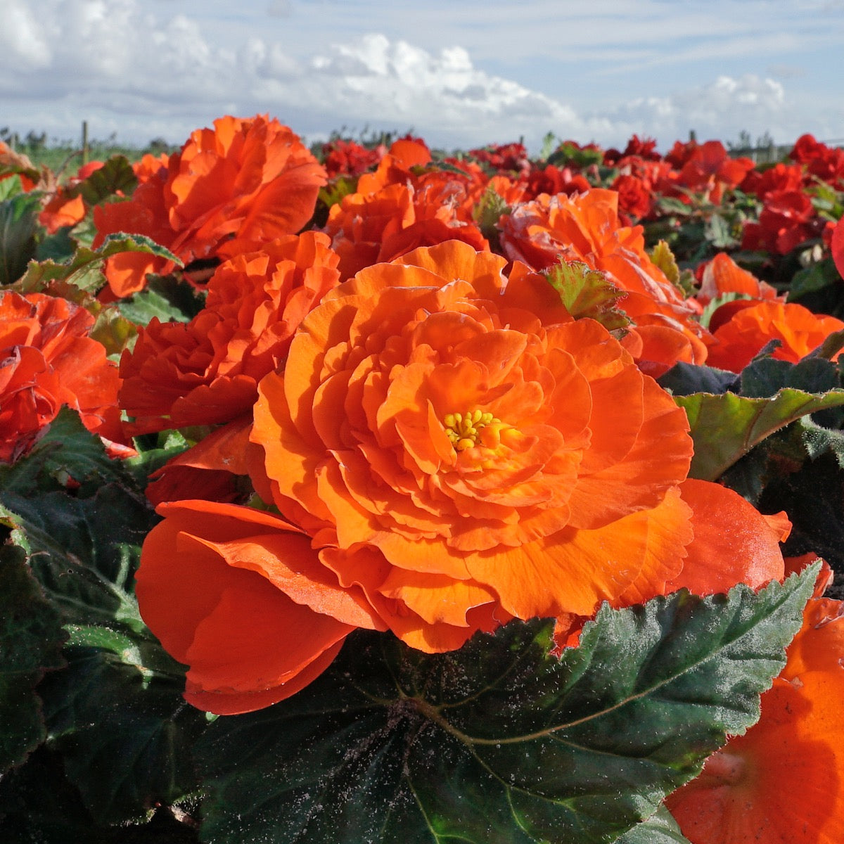 Begonia Ruffled Orange