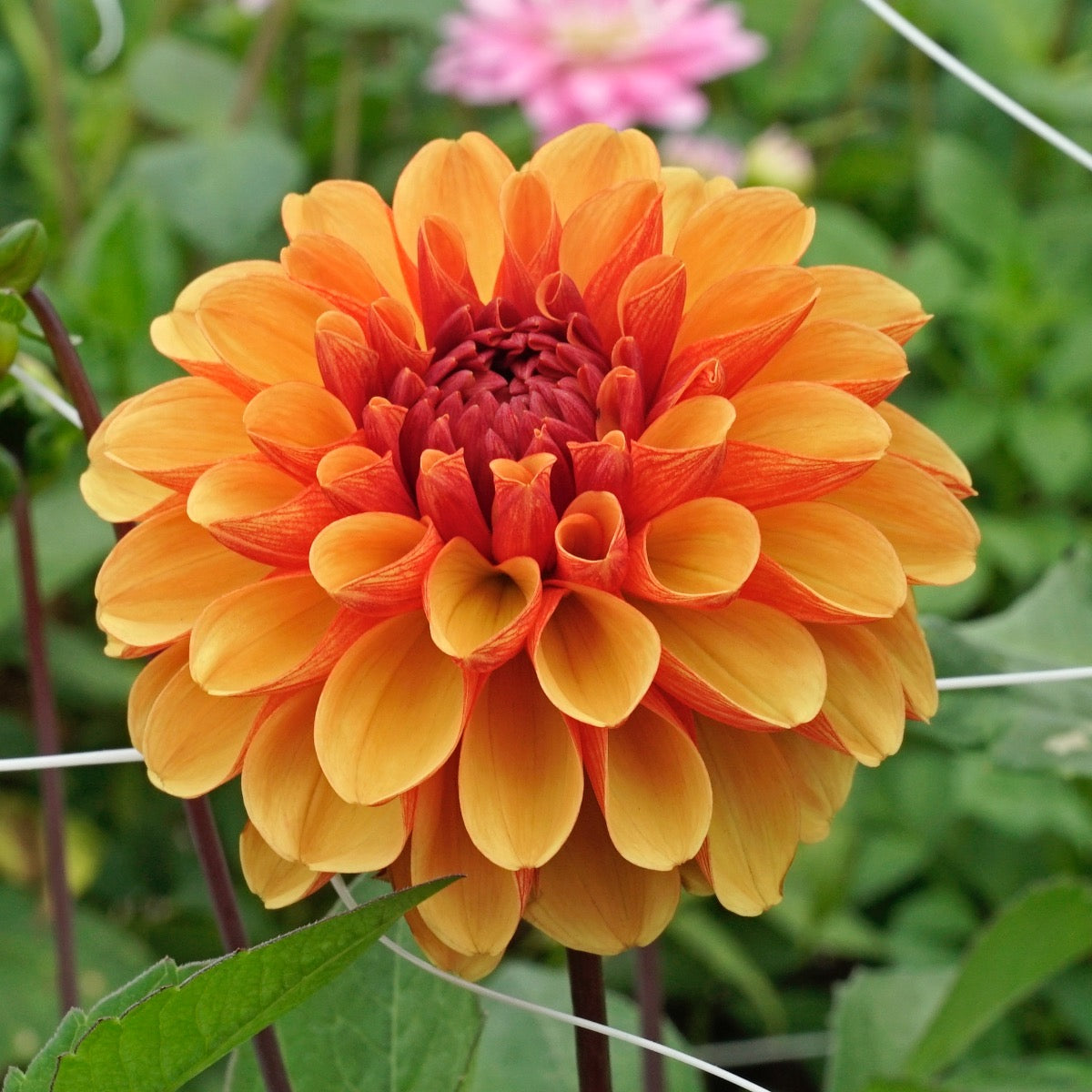 Dahlia American Sunset