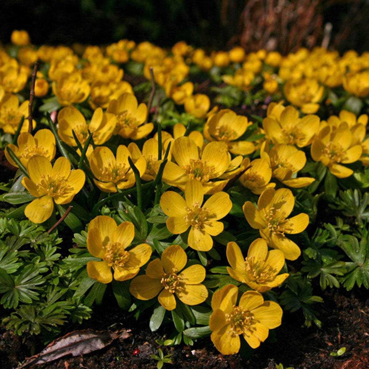 Eranthis hyemalis