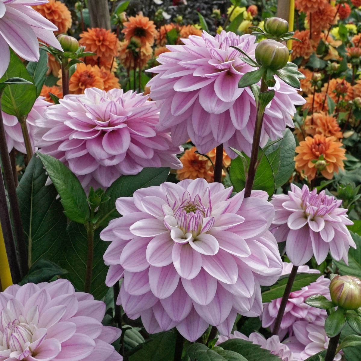 Dahlia Sweet Surprise