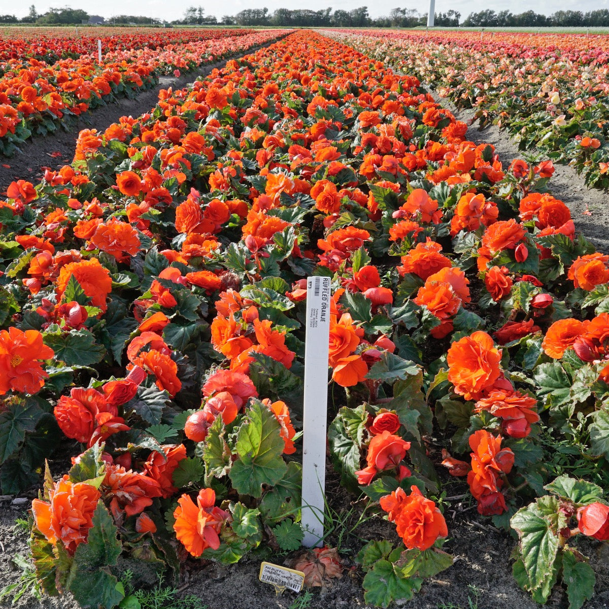 Begonia Ruffled Orange