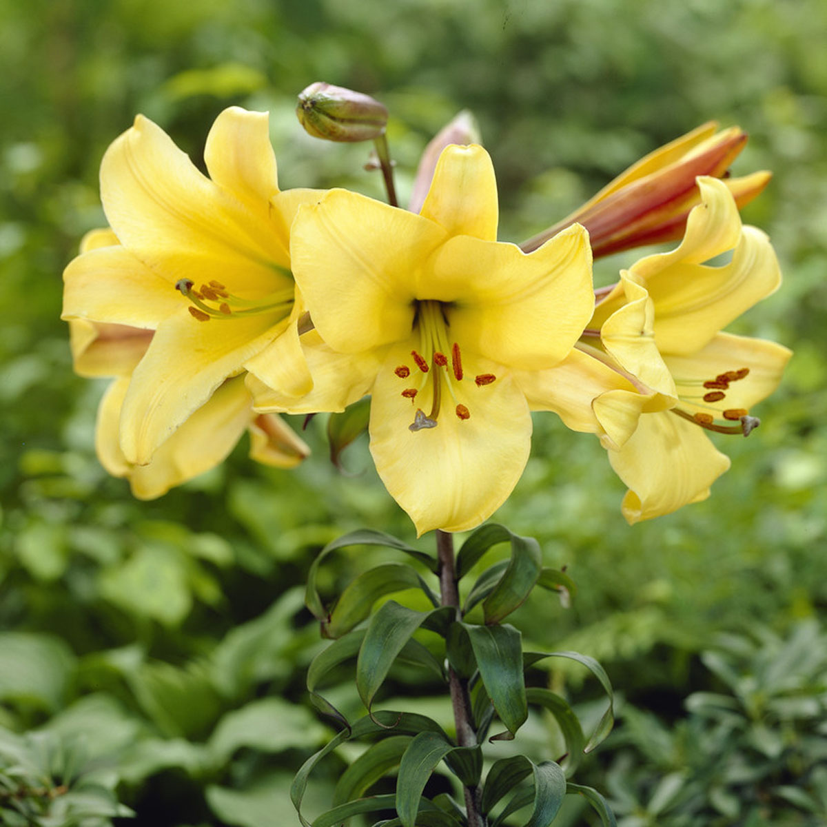 Lilium Golden Splendor