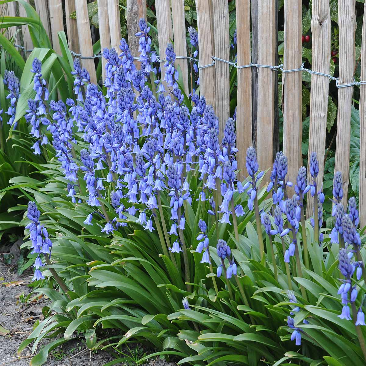 Hyacinthoides hispanica Excelsior