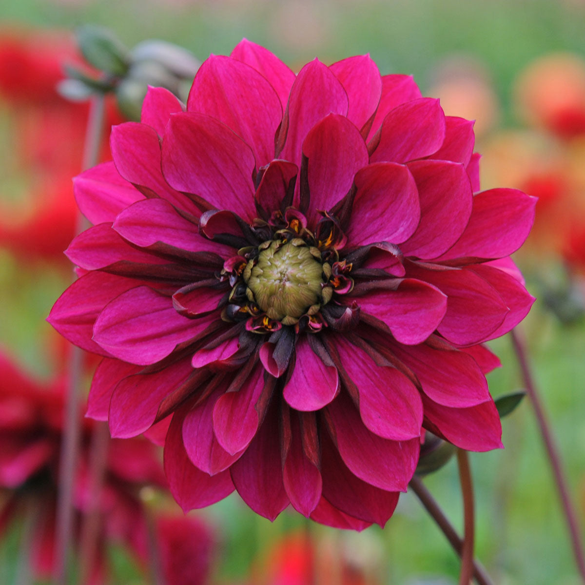 Dahlia Purple Haze
