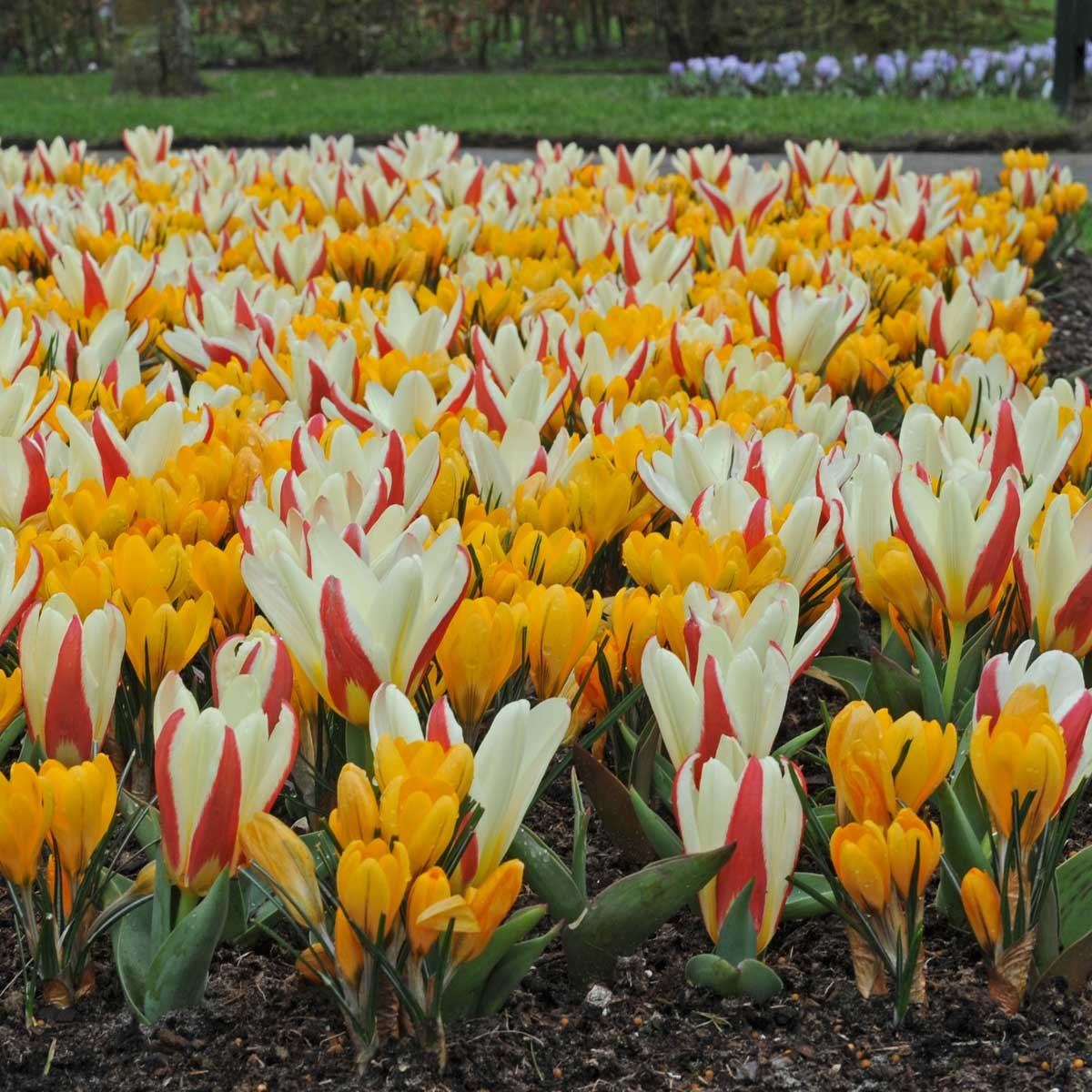 Tulp The First (20) & Crocus Yellow Mammoth (25)