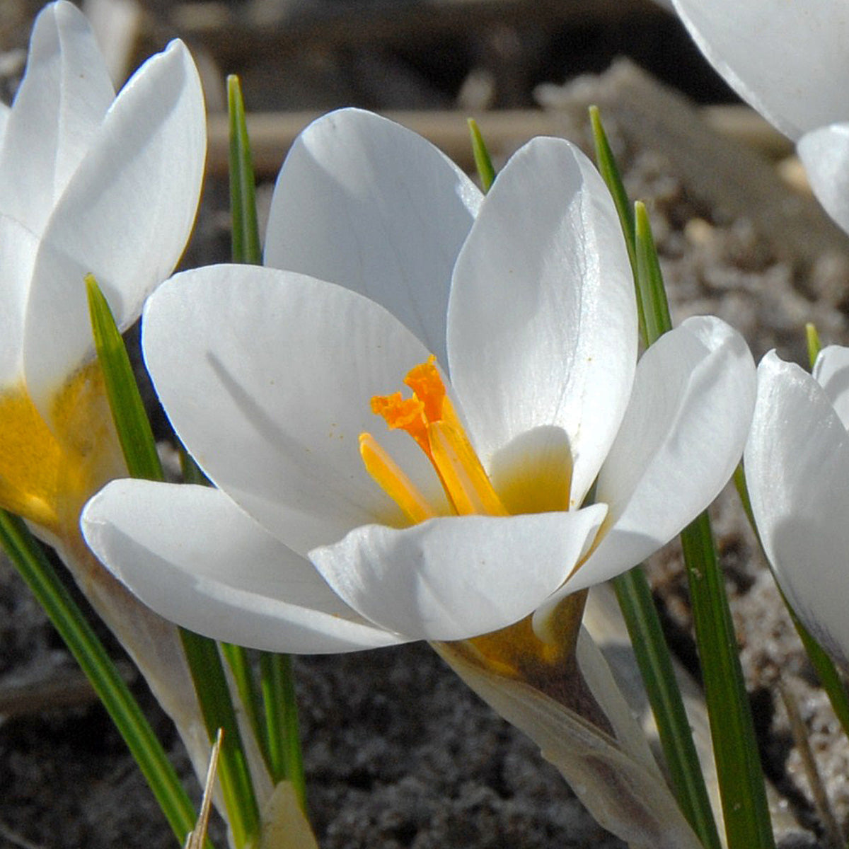 Crocus chrysanthus Ard Schenk