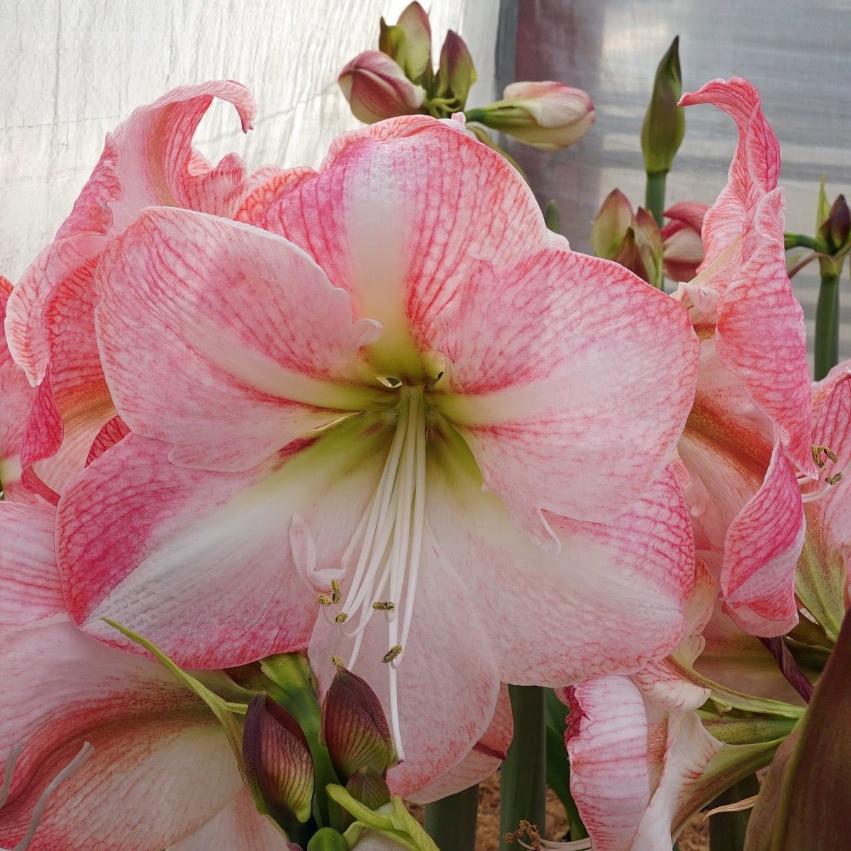 Amaryllis Blossom Grandise - roze amaryllis - Fluwel