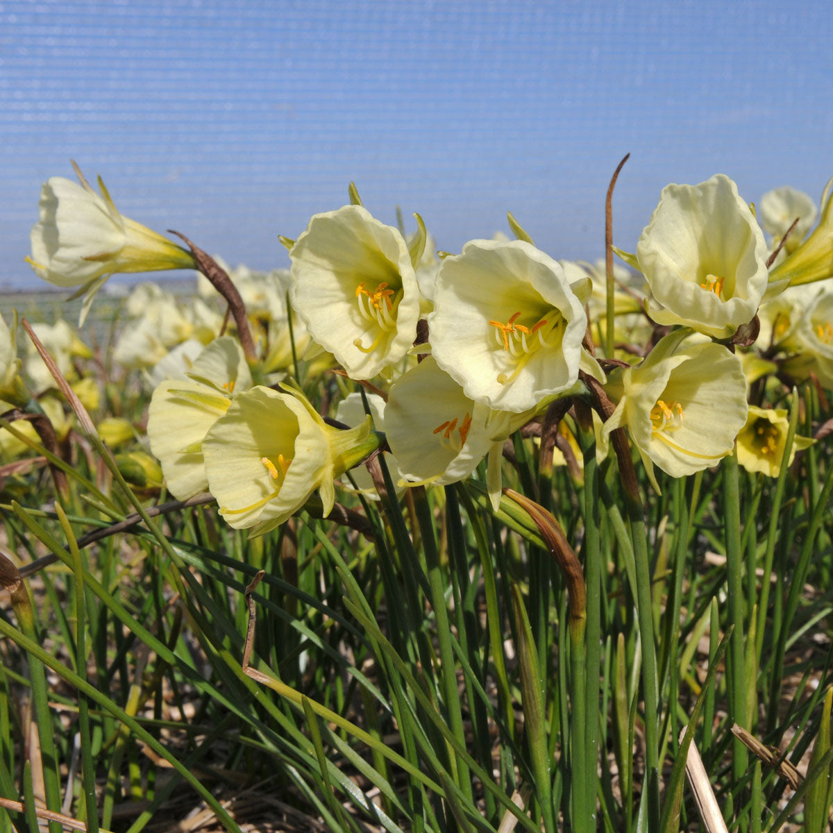 Narcissus Mary Poppins