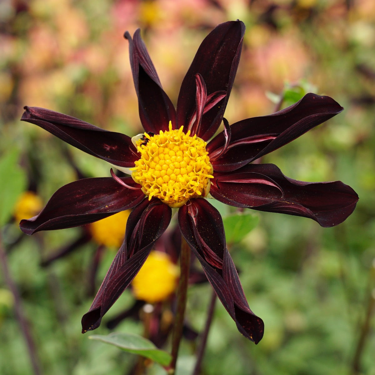 Dahlia Verrone's Obsidian