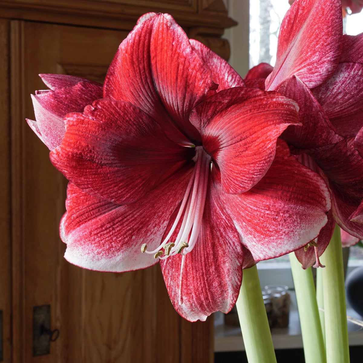 Amaryllis Daphne