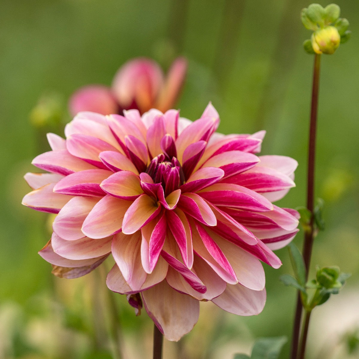 Dahlia Dark Butterfly