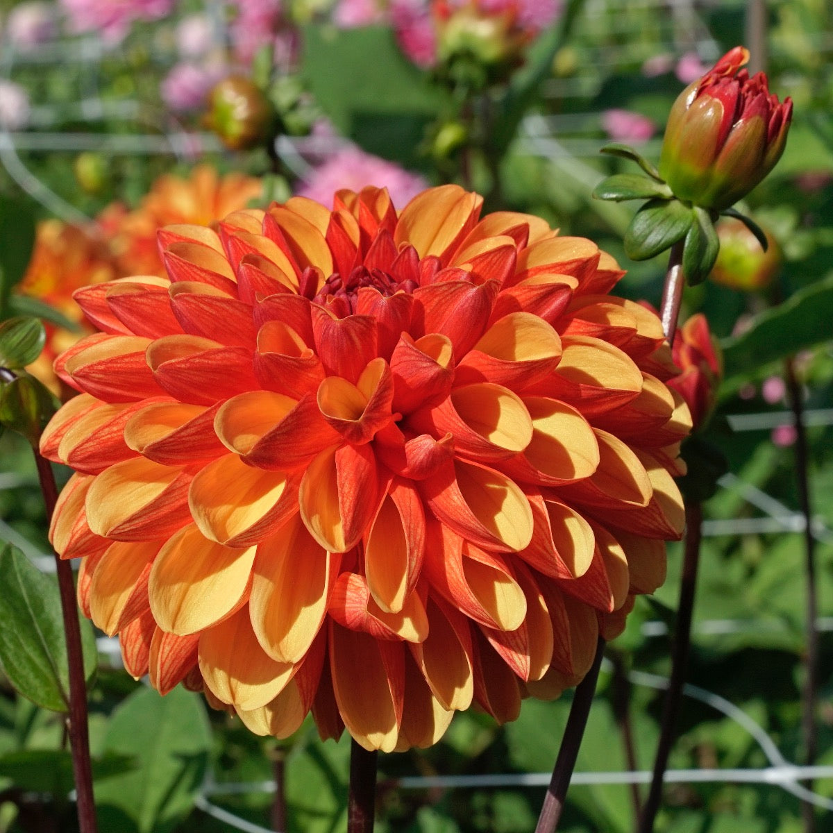 Dahlia American Sunset