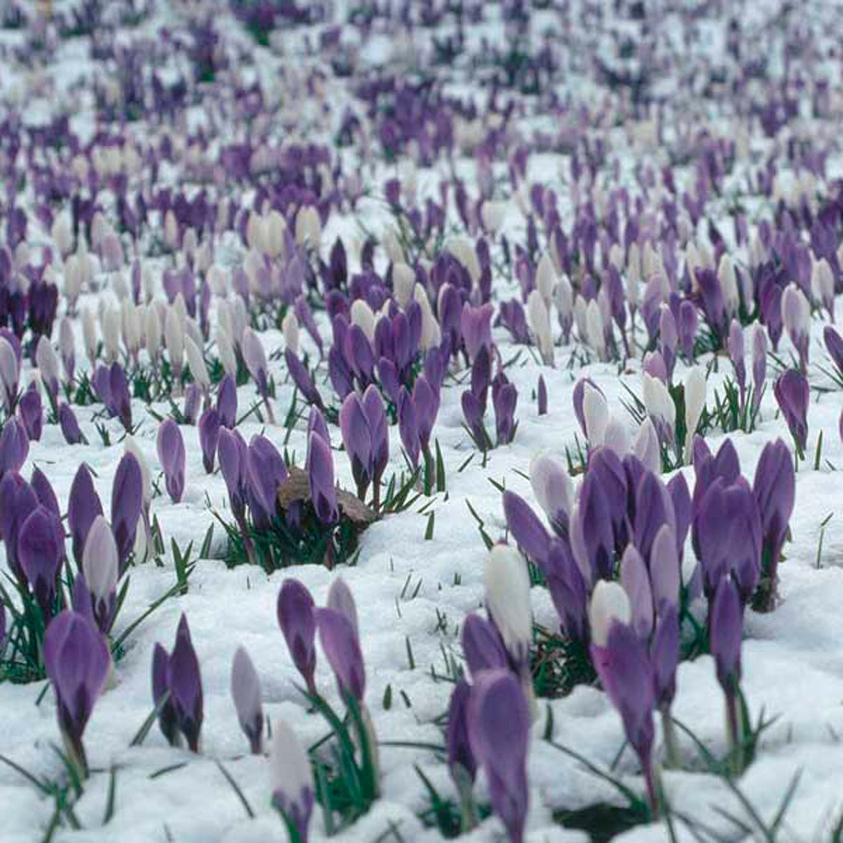 Hocus Crocus