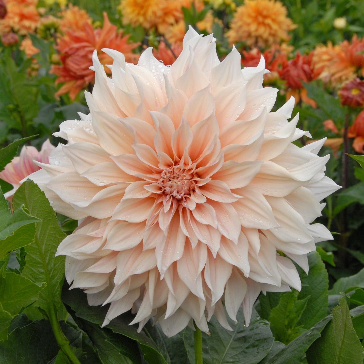 Dahlia Café au Lait