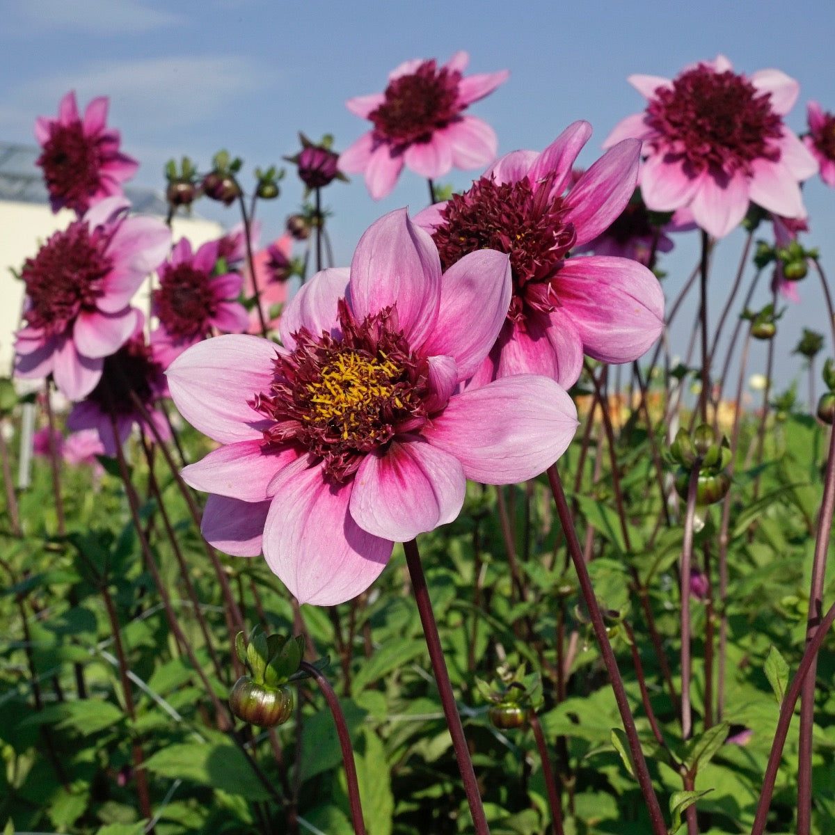 Dahlia Blue Bayou