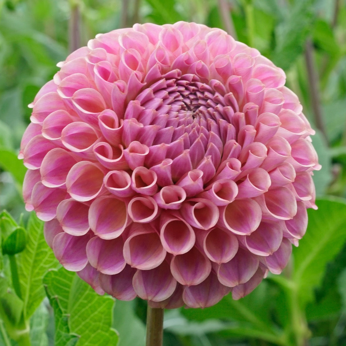 Dahlia Caitlin's Joy