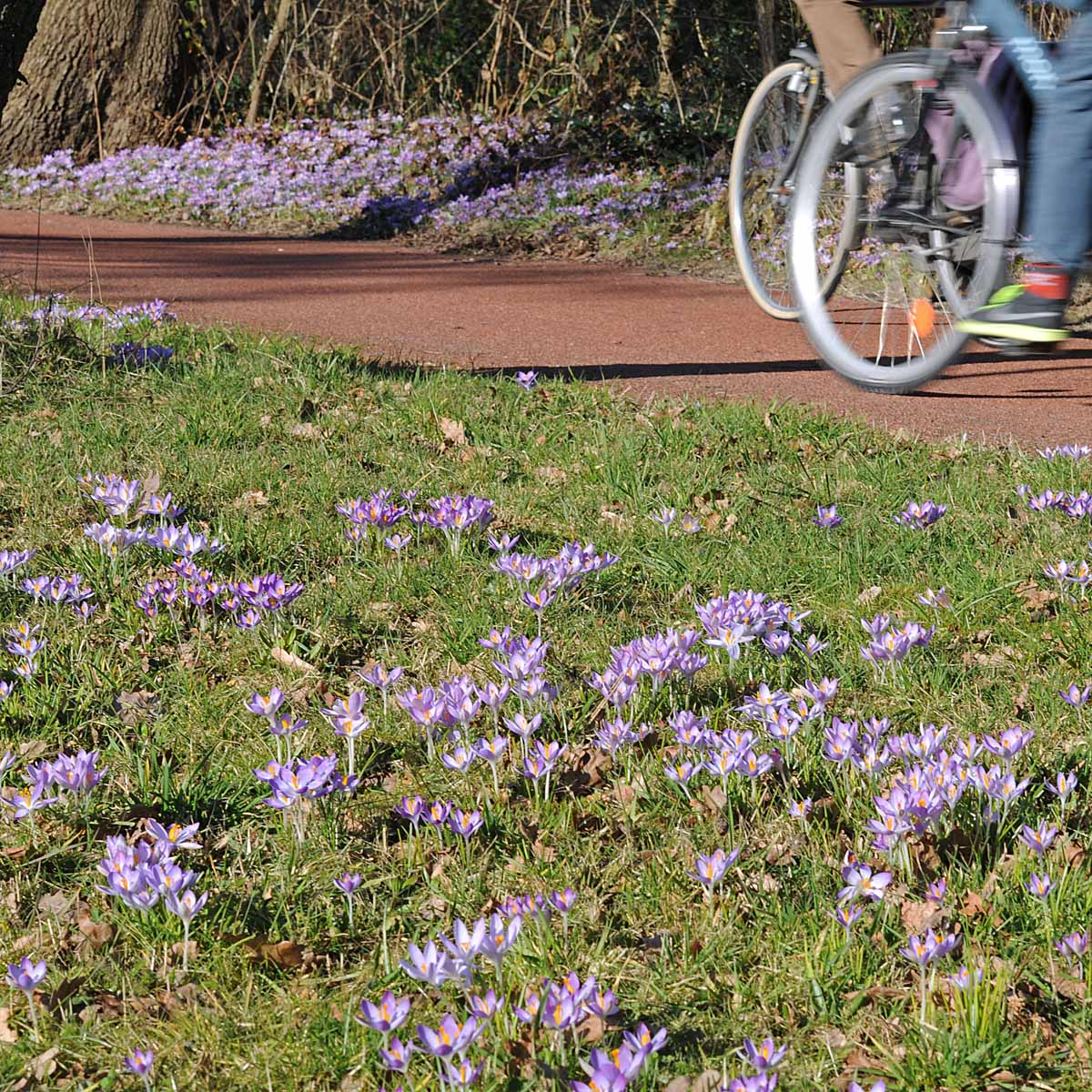 Crocus tommasinianus (Boeren Crocus)