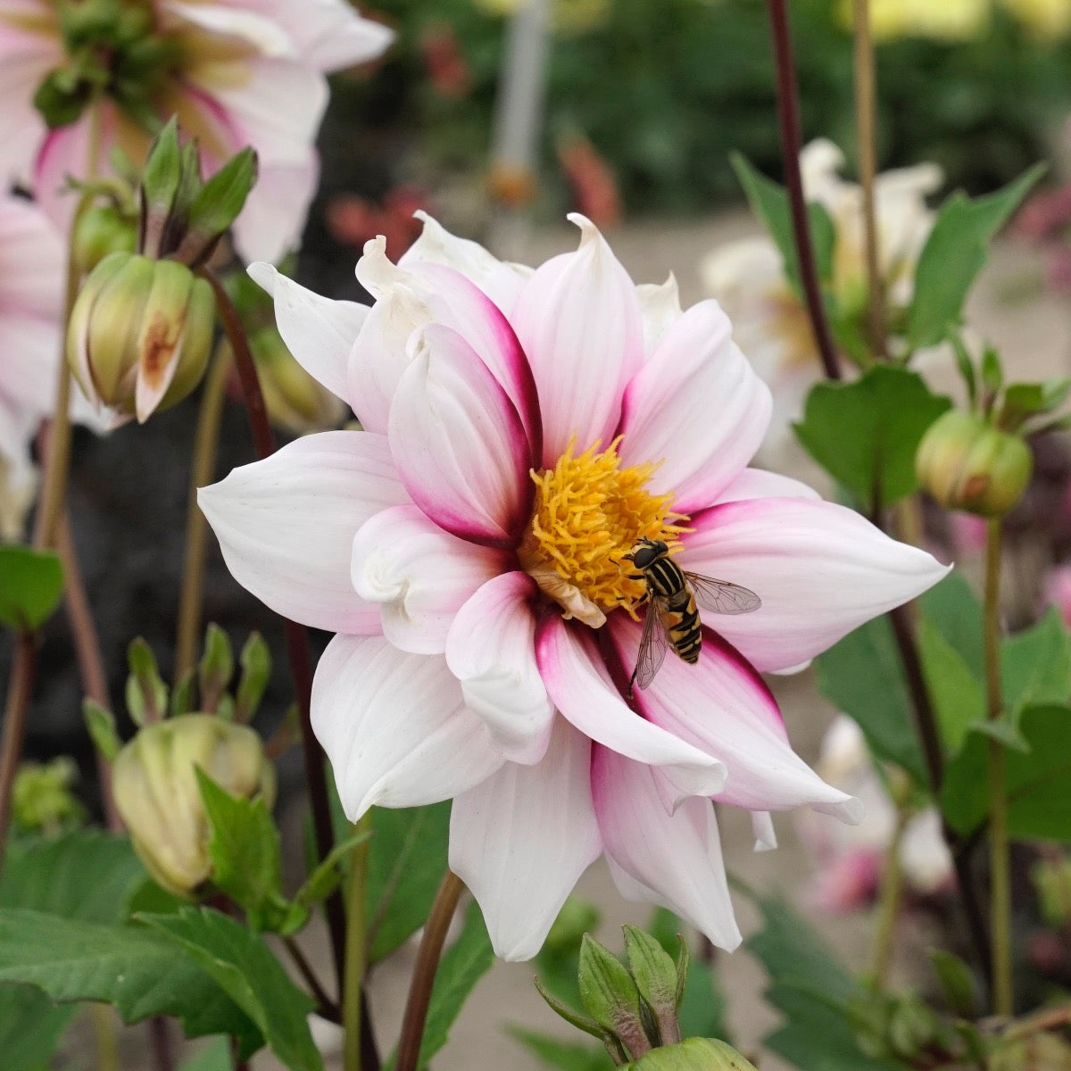 Dahlia Edge of Joy