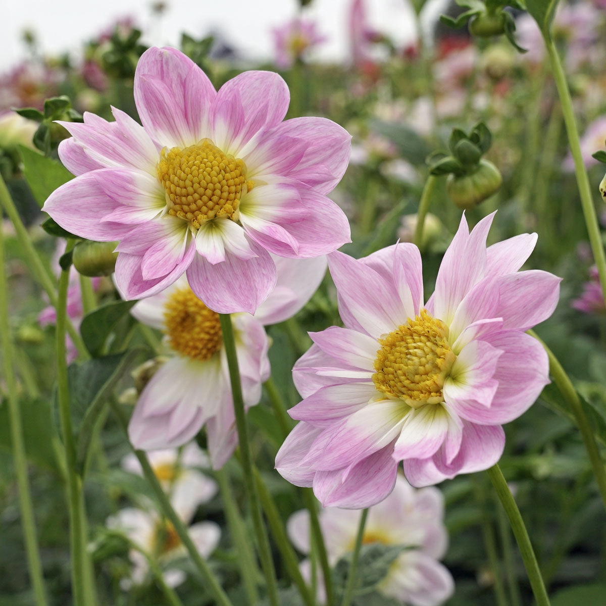 Dahlia Teesbrook Audrey