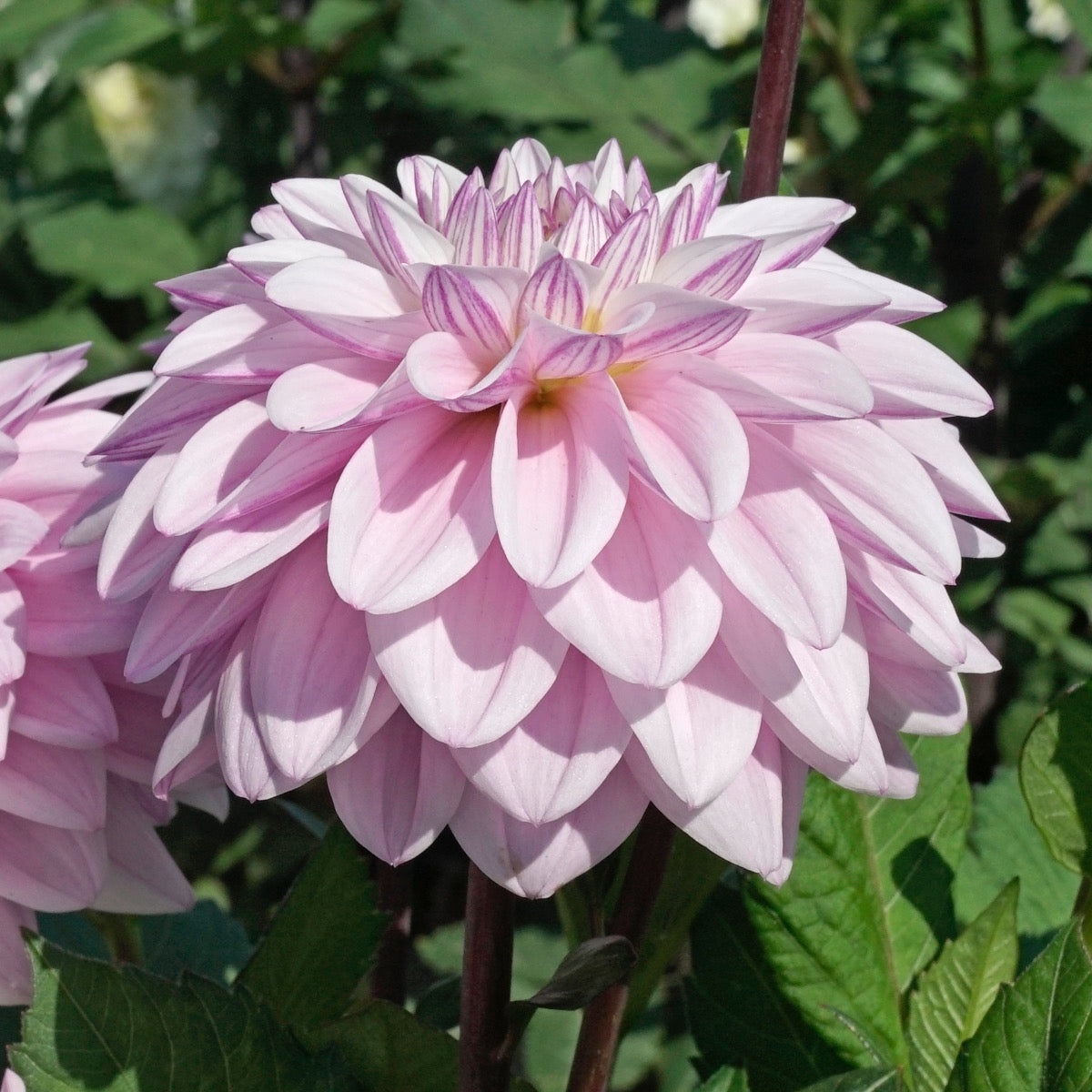 Dahlia Sweet Surprise
