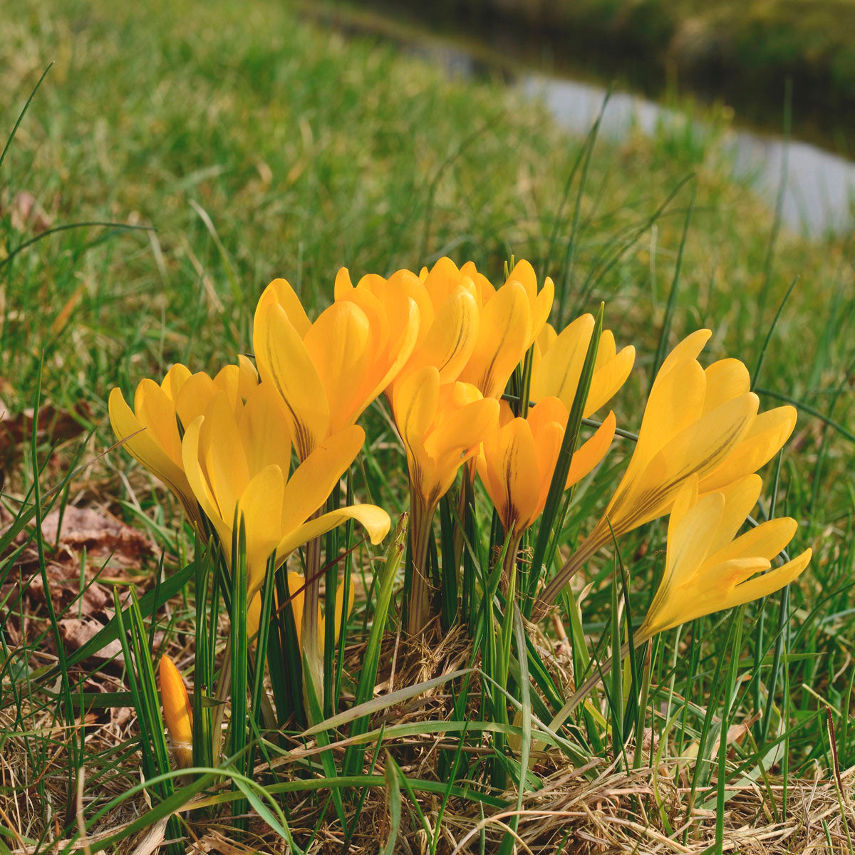 Crocus flavus Golden Yellow