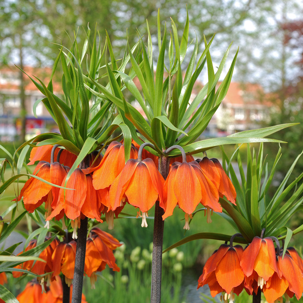 Fritillaria imperialis Rubra Maxima