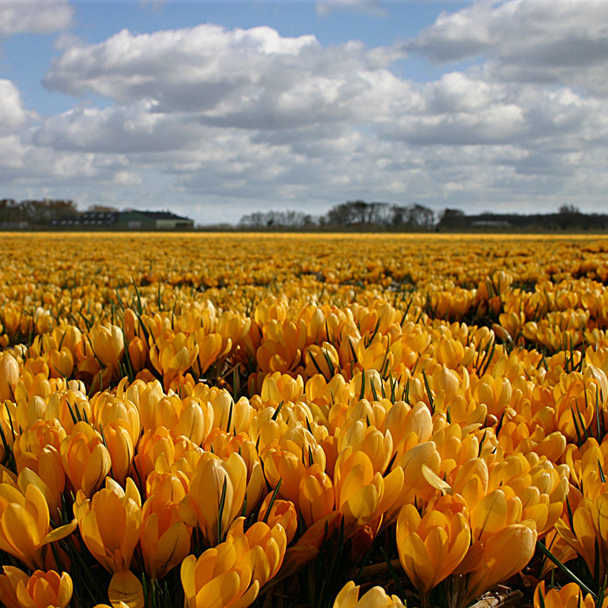 Crocus flavus Golden Yellow