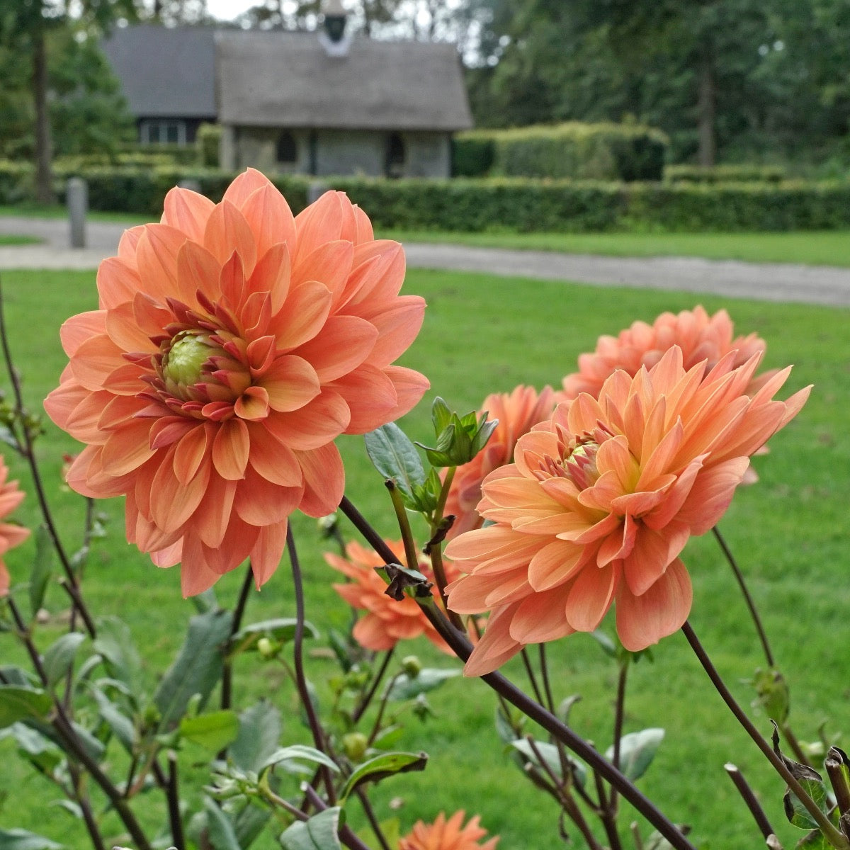 Dahlia Dr P.H. Riedell