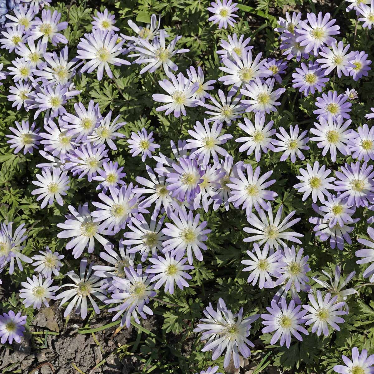 Anemone blanda Blue Splendour