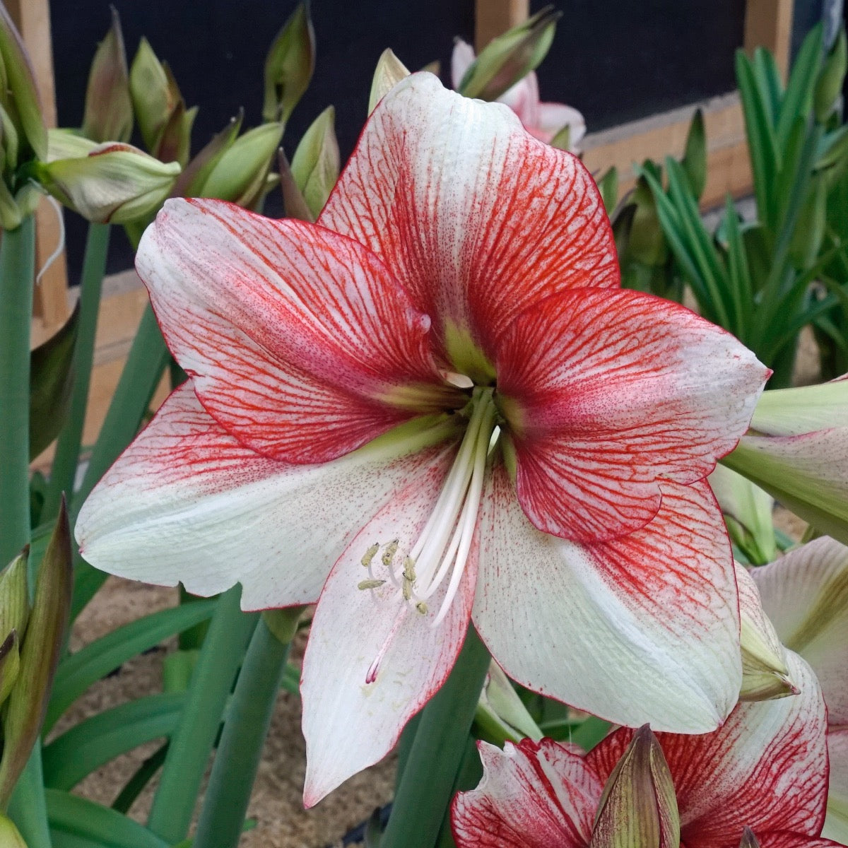Amaryllis Grandise Fantasy