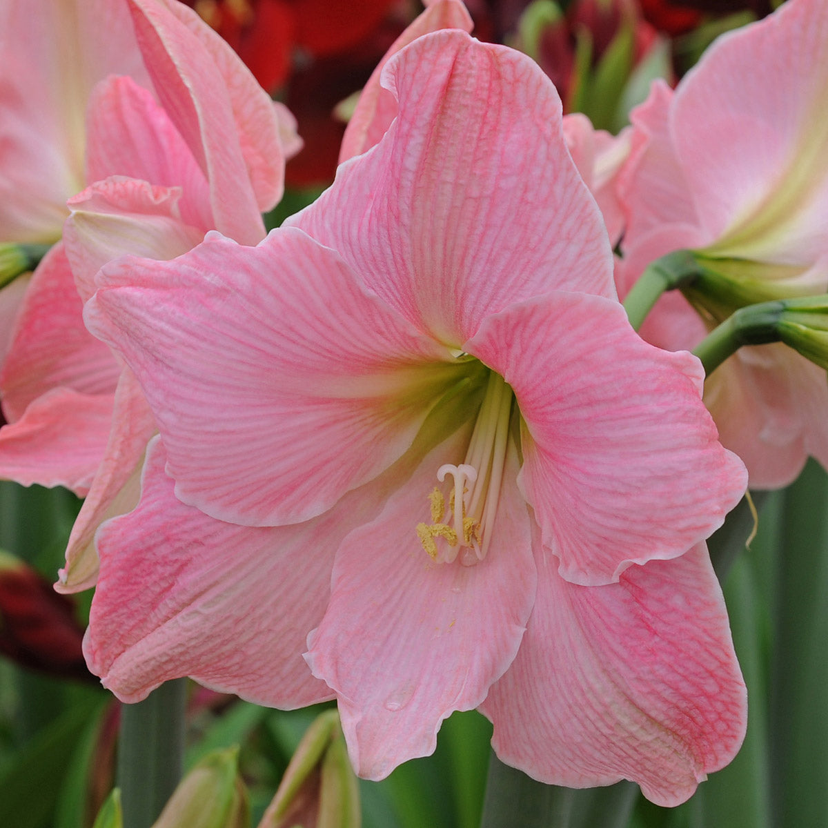 Amaryllis Sweet Star