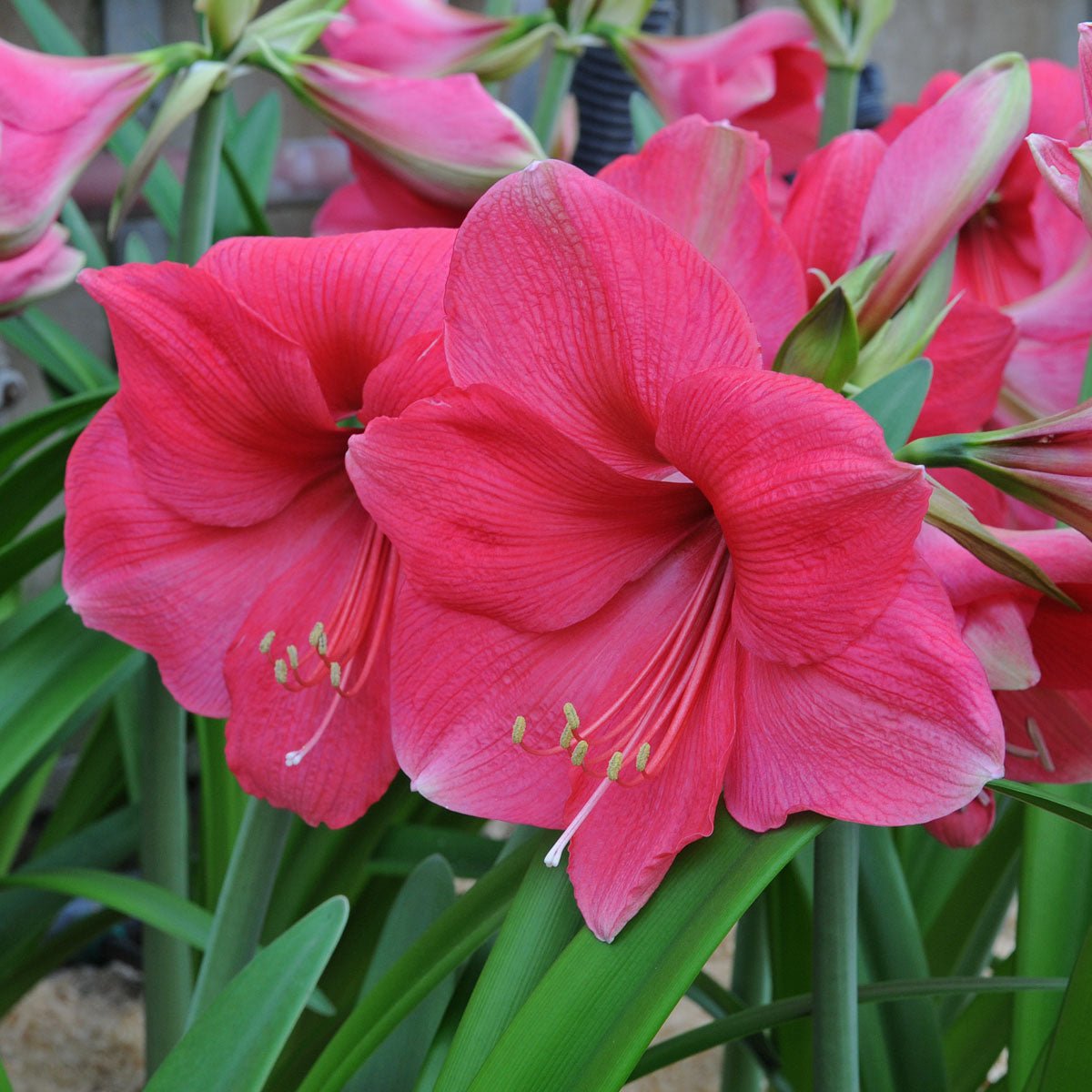 Amaryllis Pink Surprise - roze amaryllis - Fluwel