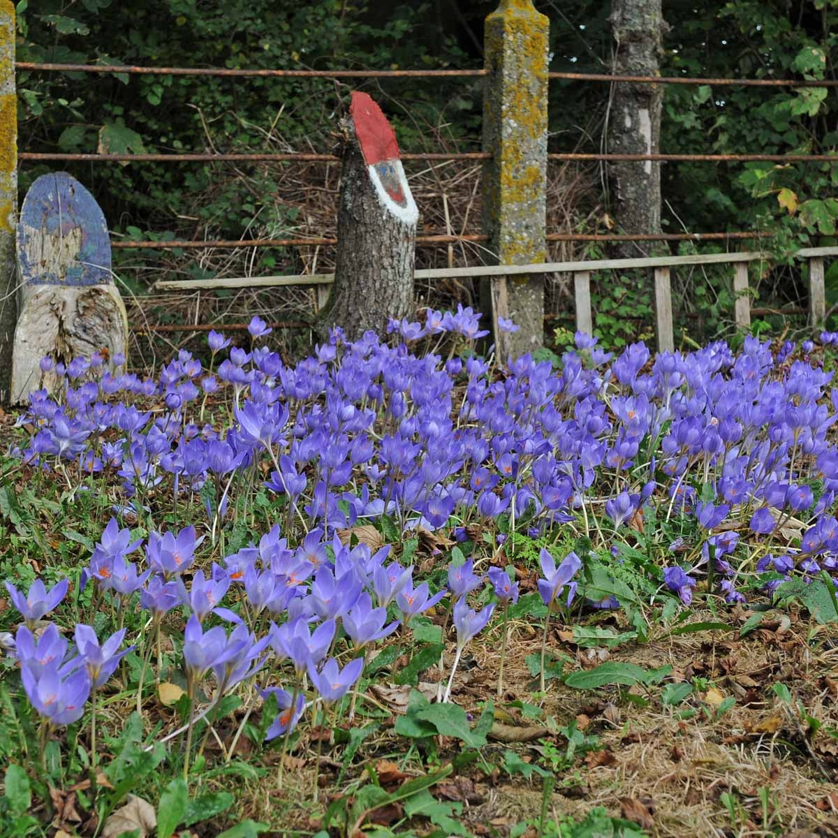 Crocus speciosus